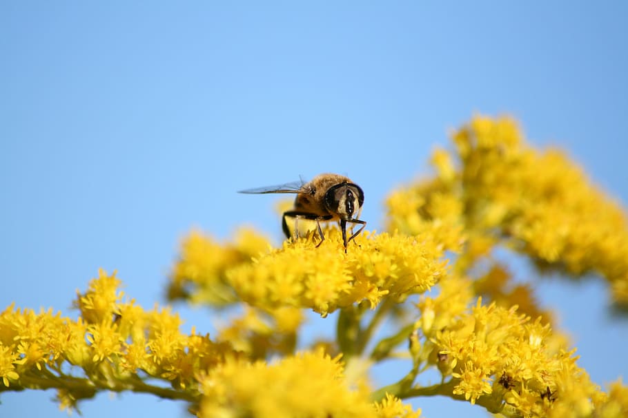 hover fly, nature, insect, yellow, blossom, bloom, plant, hoverfly, HD wallpaper