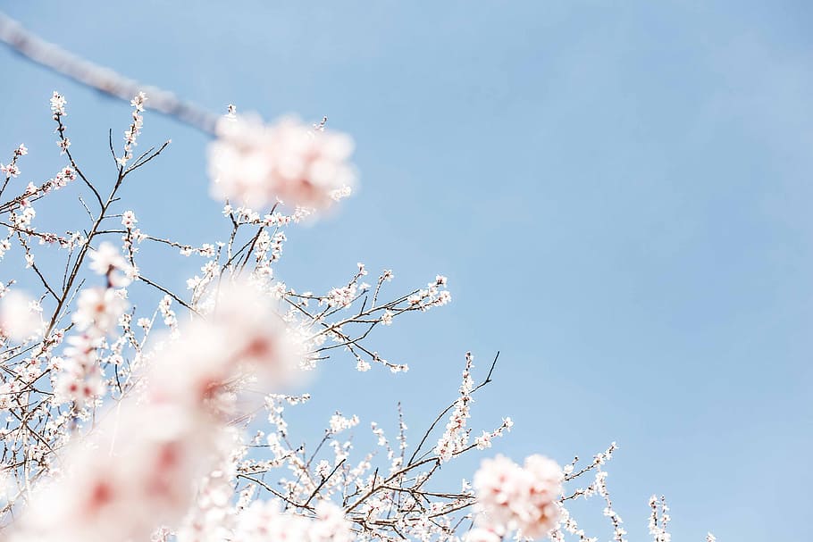 white flowering tree during daytime, pink cherry blossoms at daytime
