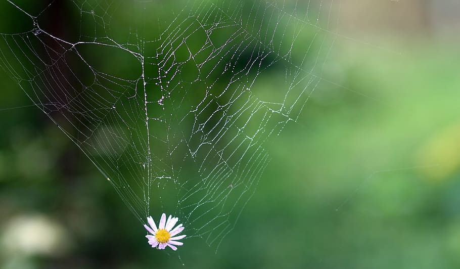 selective focus photography of lower on spider's web, flower HD wallpaper