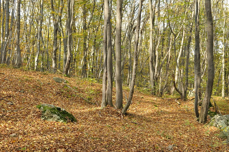 autumn, forest, tree, nature, land, plant, trunk, tree trunk HD wallpaper