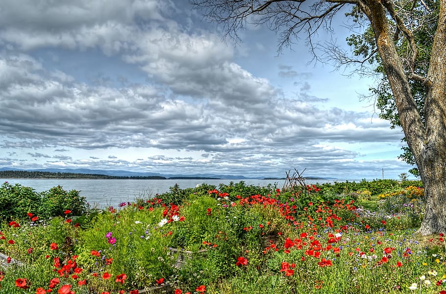 sky, river, tree, flowers, landscape, nature, water, québec HD wallpaper
