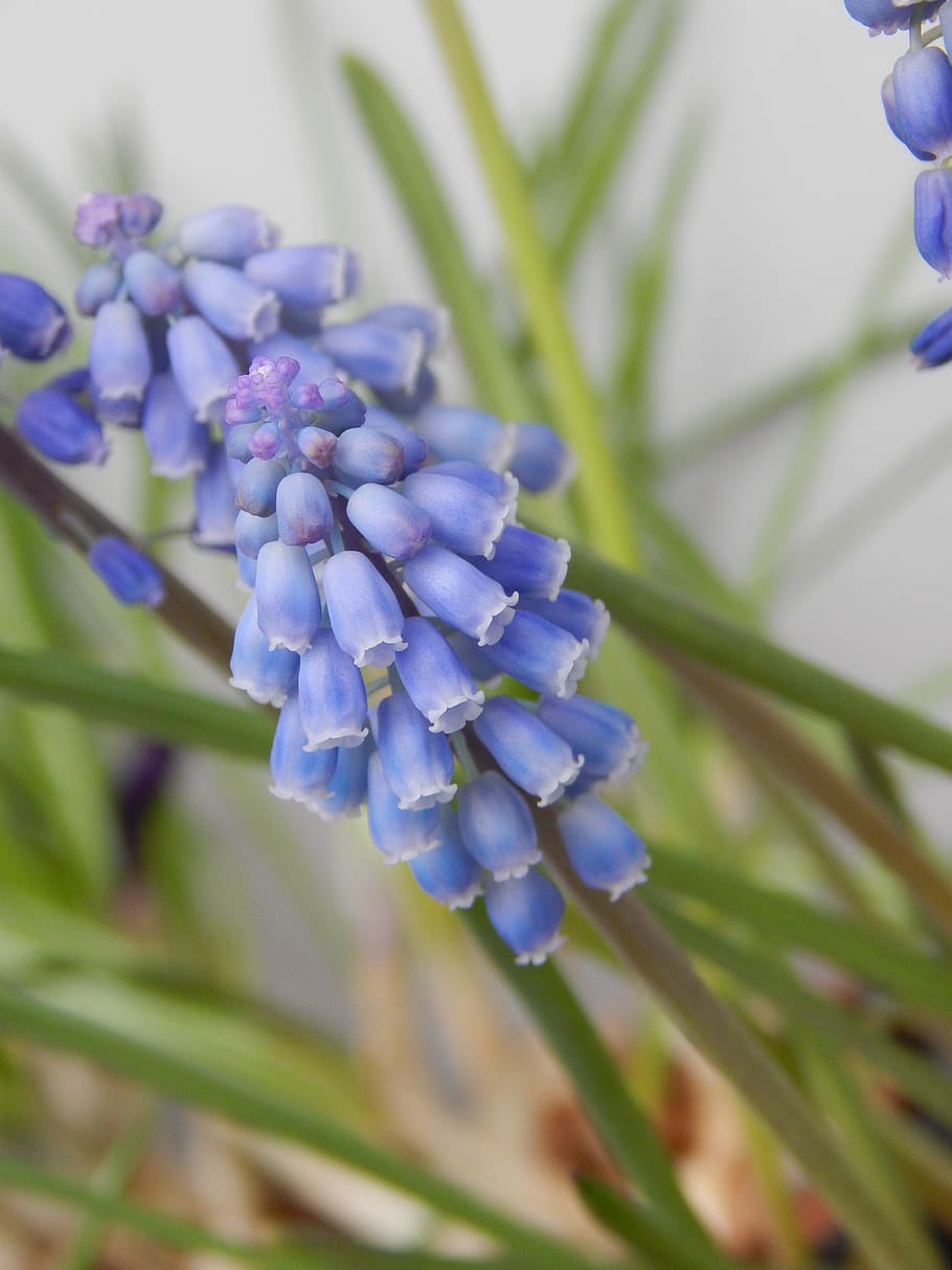 Flower, Blue, Green, Green, Spring, growth, purple, nature HD wallpaper