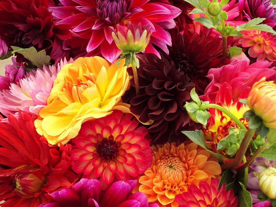 assorted-color dahlia flowers, colorful, mums, chrysanthemums HD wallpaper