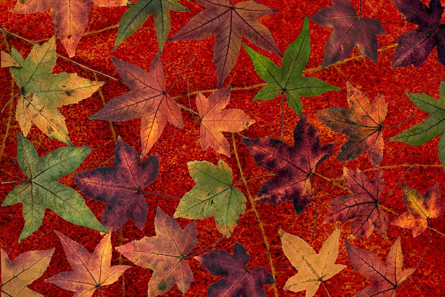 leaves, tree leaves, autumn, tree leaf, fall leaves, dry, mood HD wallpaper