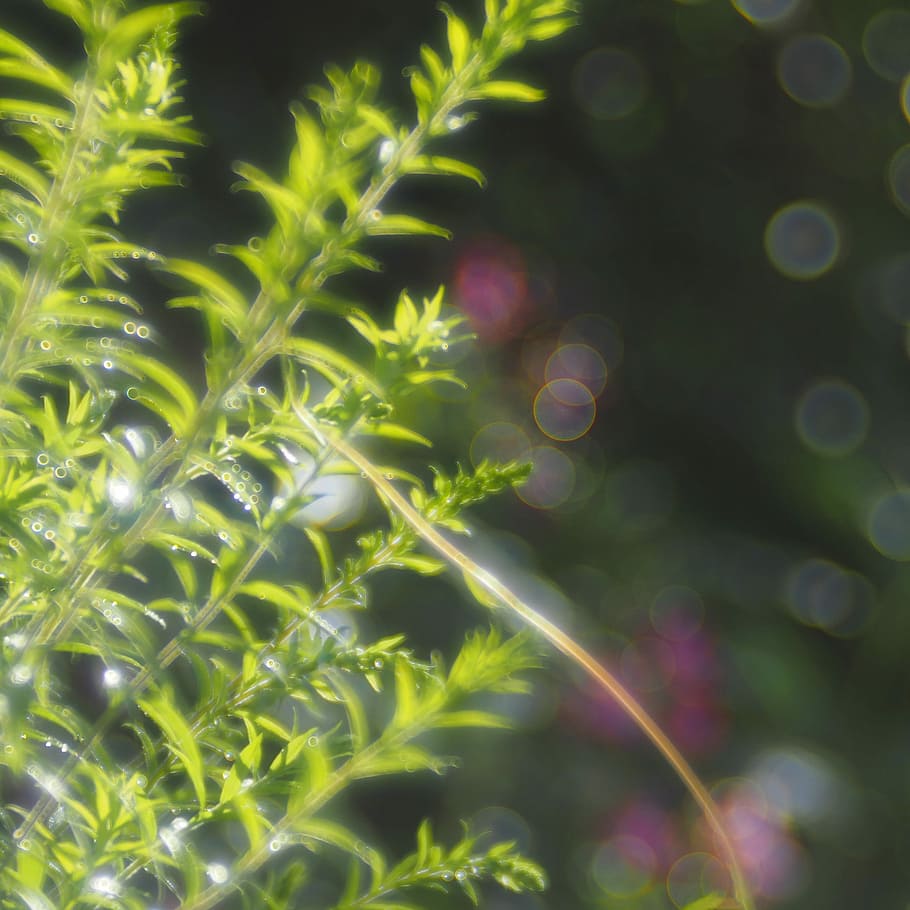 Meyer Görlitz, Trio Plan, soapbubble bokeh, green, agriculture HD wallpaper