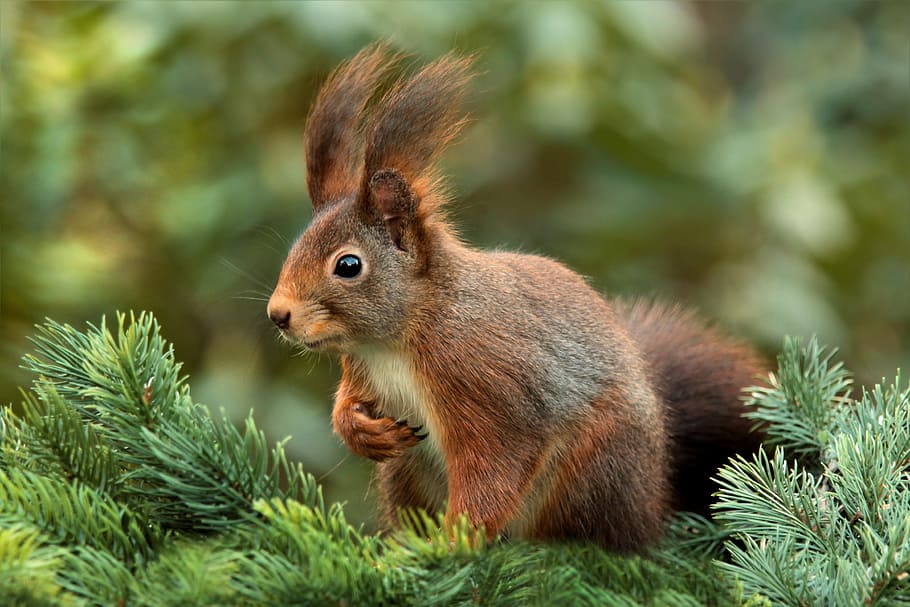 brown hare on green pine tree macro shot, squirrel, attention HD wallpaper