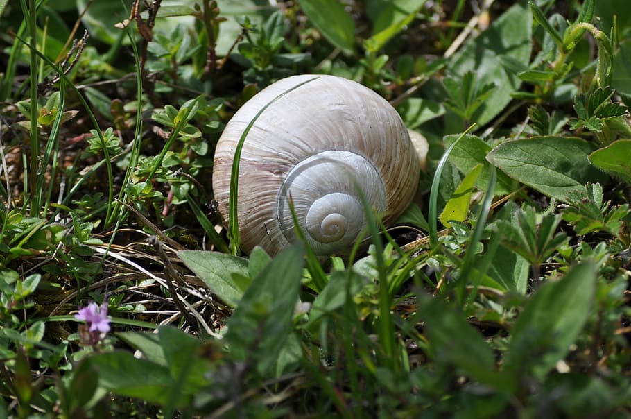 Snail, Meadow, Shell, Nature, one animal, gastropod, animal shell HD wallpaper