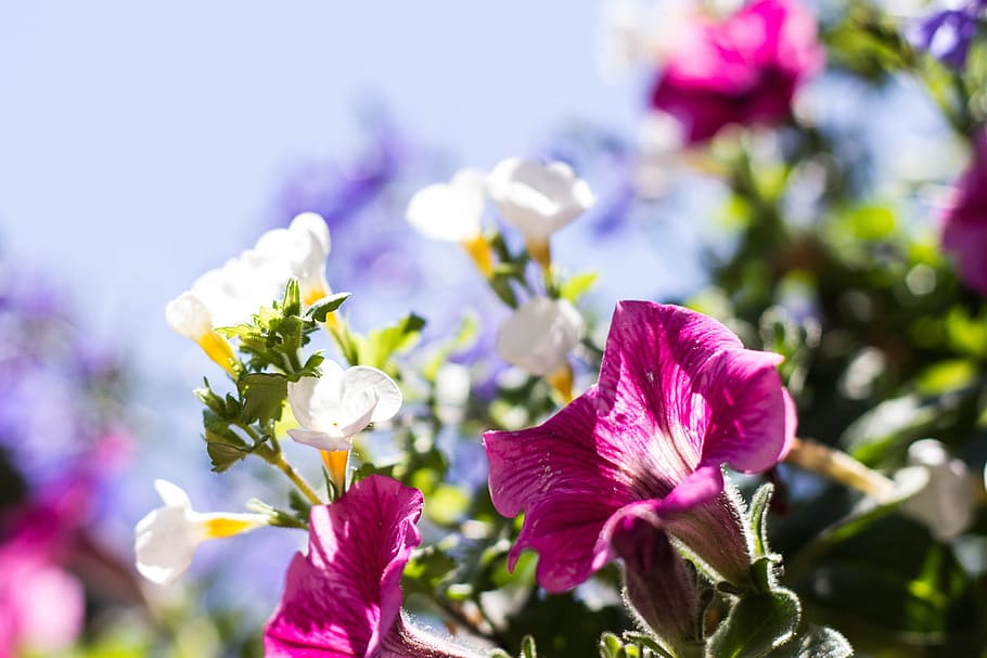 Flowers, Spring, Petals, Summer, green, nature, macro, depth of field HD wallpaper