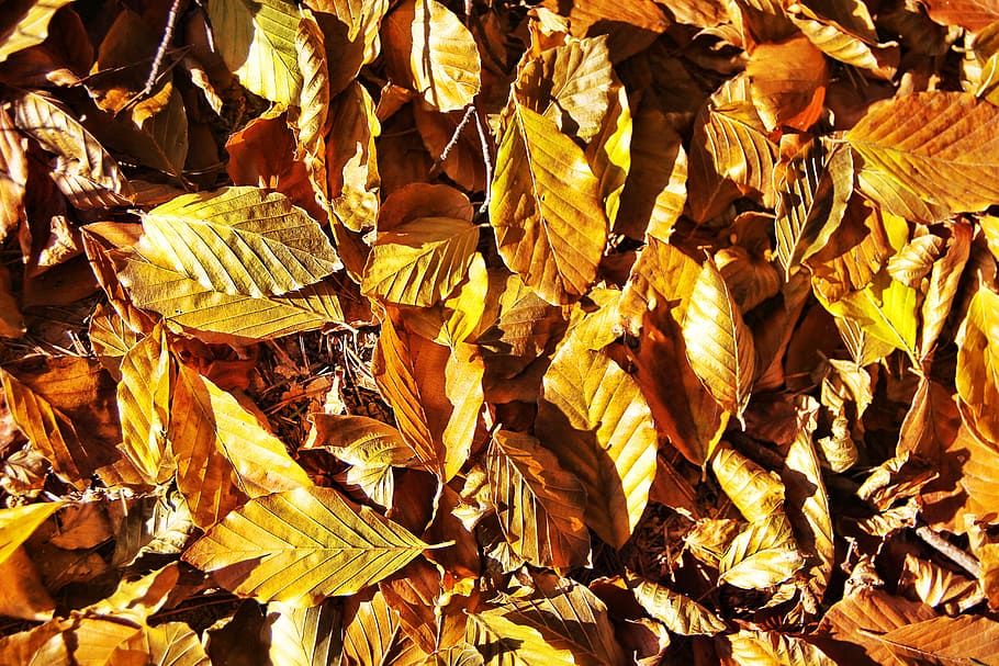 leaves, fall foliage, forest, yellow, fall color, golden autumn HD wallpaper