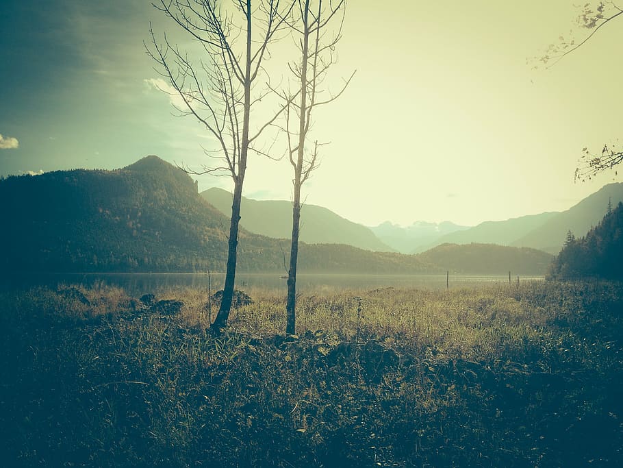 photo of bare tee near mountain, photograph, river, green, grass HD wallpaper