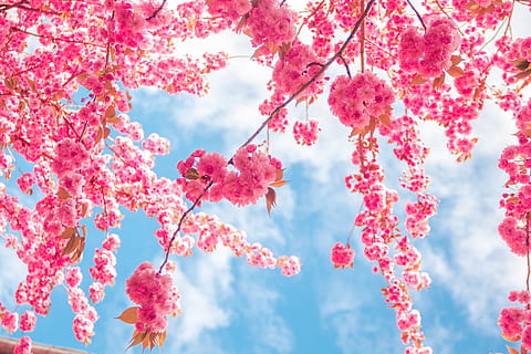 pink cherry blossom tree, spring, flowers, kirch blossoms, nature HD wallpaper