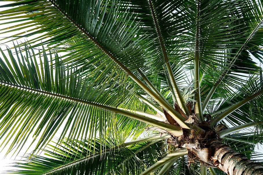 worm's eye-view of leafed tree, coconut, green, tropical, palm HD wallpaper