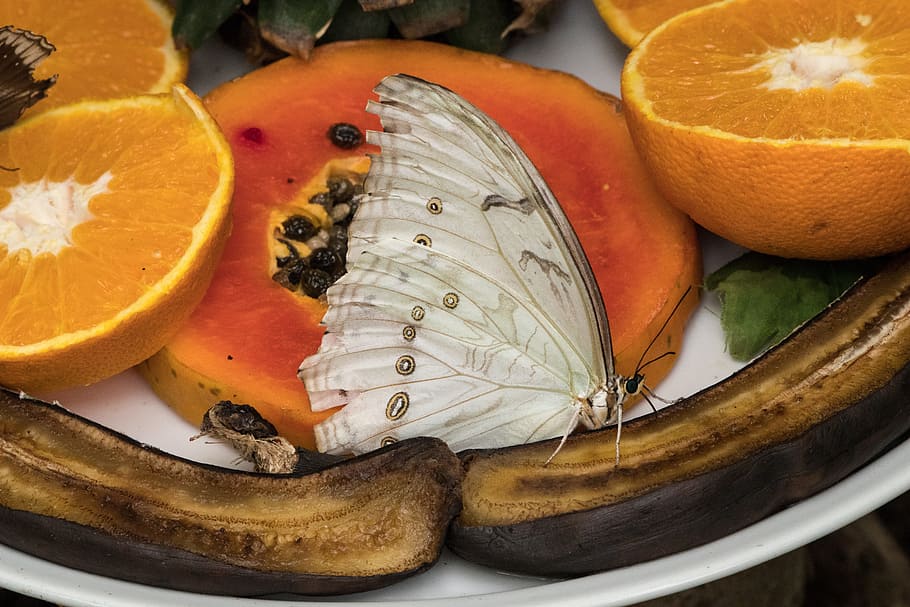 Butterfly, Insect, Close, Macro, food, lemon, fruit, orange - Fruit HD wallpaper