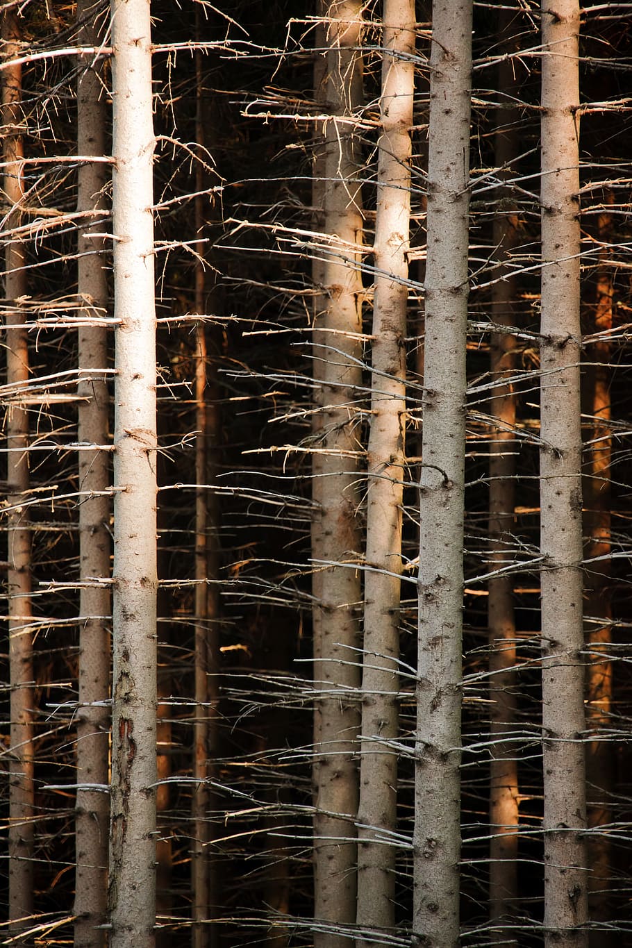 HD wallpaper: Abstract, Background, Bark, Branch, brown, forest, nature ...