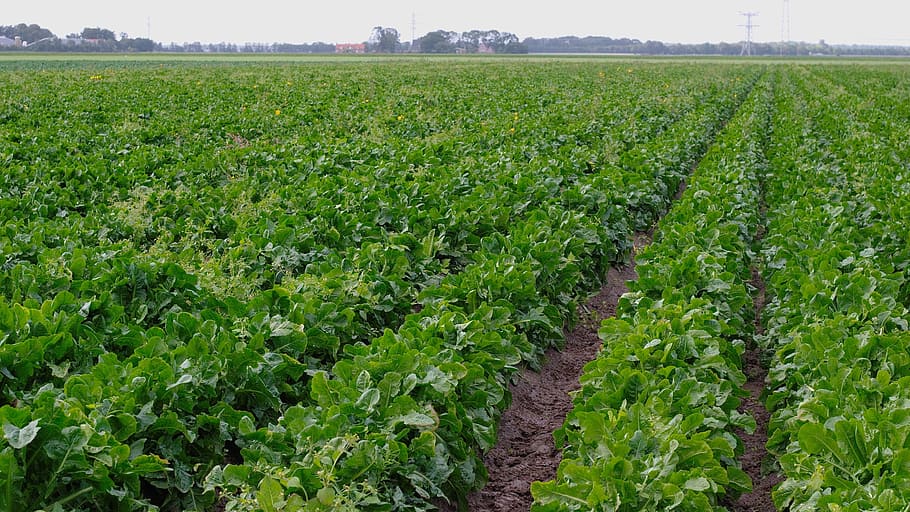 chicory, chicory roots, vegetables, arable, field, food, healthy HD wallpaper