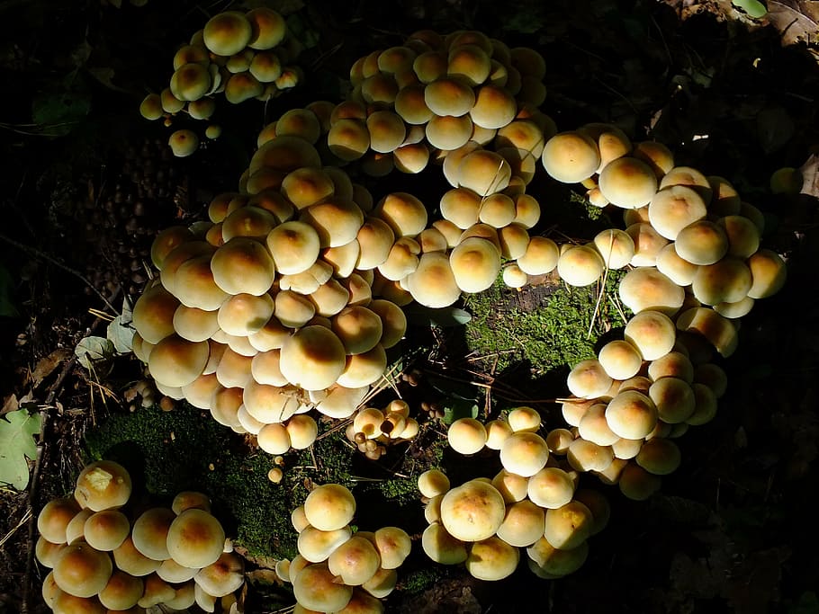 forest, mushrooms, top view, close-up, no people, fungus, growth HD wallpaper