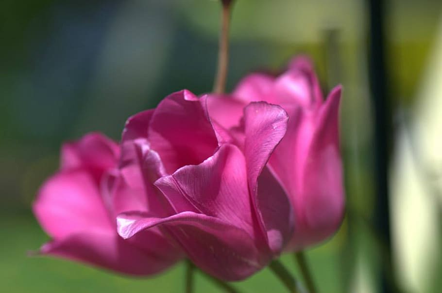 tulip, pink, spring, flower, flowering plant, beauty in nature HD wallpaper