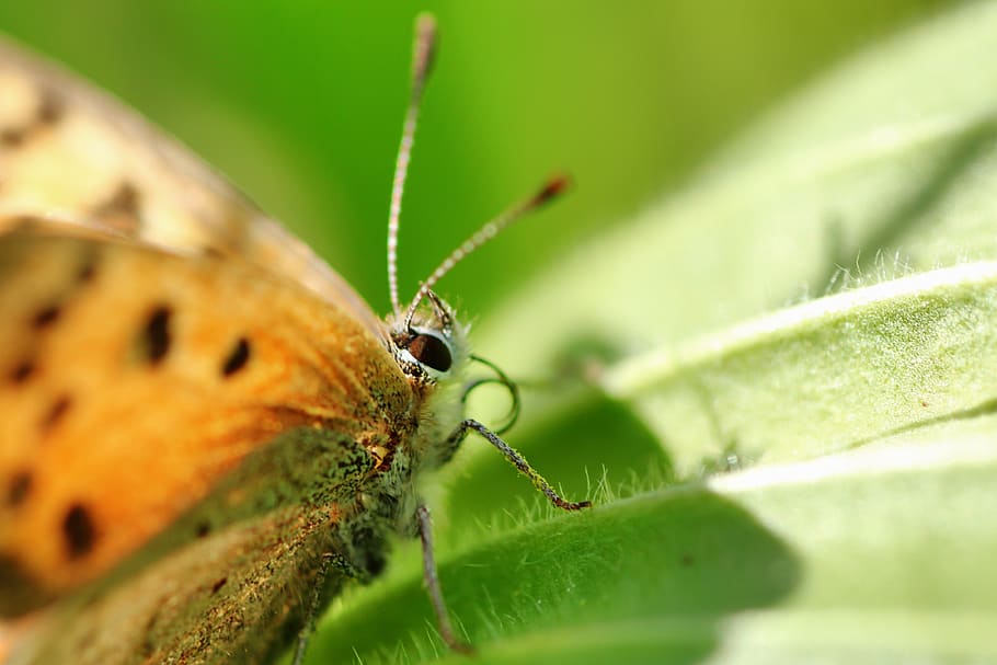 small fire falter, butterfly, summer, butterflies, insect, common blue, HD wallpaper