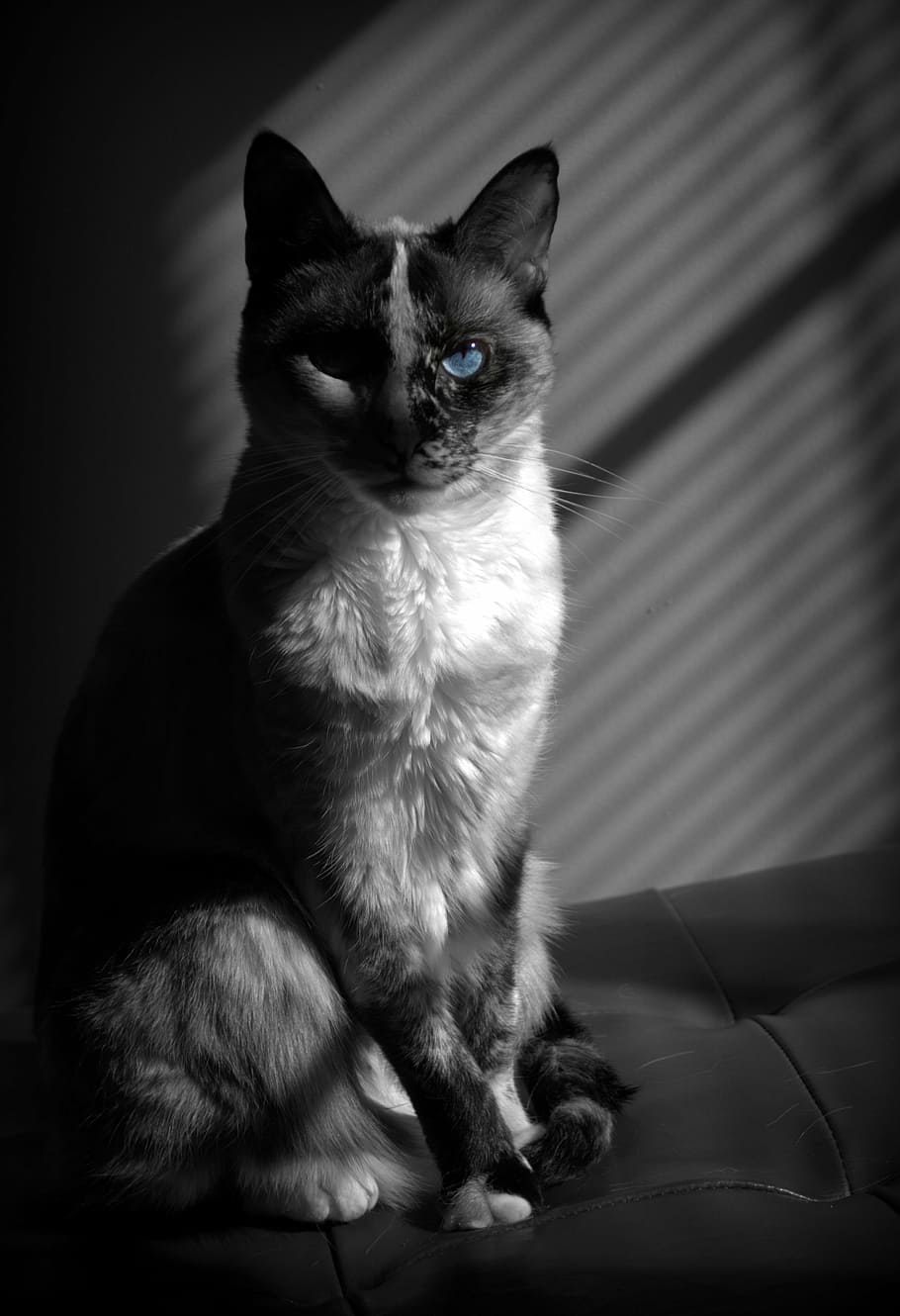 cat, pet, portrait, blue, white, black, sitting, animal, cute HD wallpaper