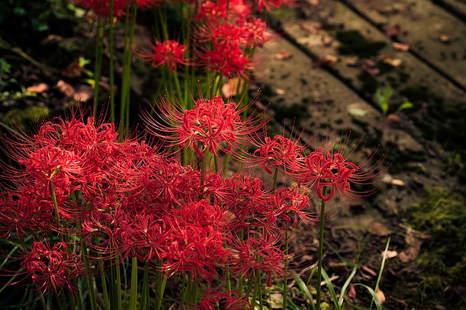 red petaled flowers in bloom, plant, japan, k, spider lily, amaryllis, HD wallpaper