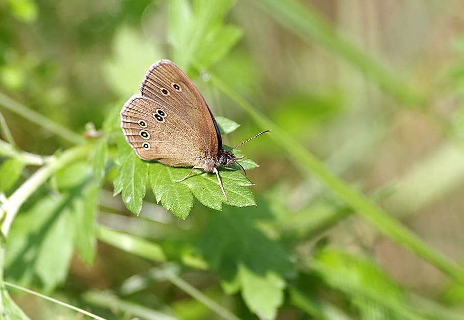 Butterfly, Dots, Brown, Macro, green, grass, insect, colored HD wallpaper