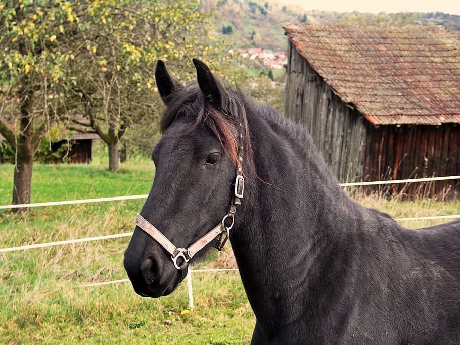 black horse, rap, halter, friendly, attention, horse head, pferdeportrait HD wallpaper