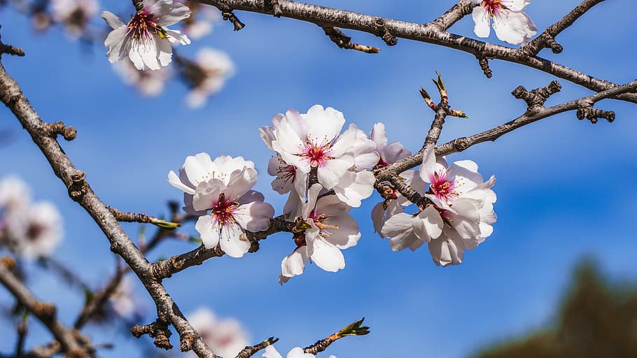 macro photo of white flowers, tree, cherry, branch, nature HD wallpaper