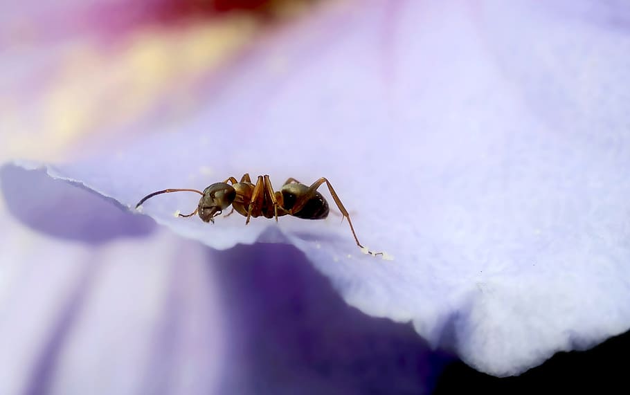 insect, nature, live, animal themes, one animal, invertebrate HD wallpaper