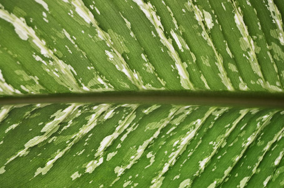 nature, texture, leaf, focus, close-up, natural, green color HD wallpaper