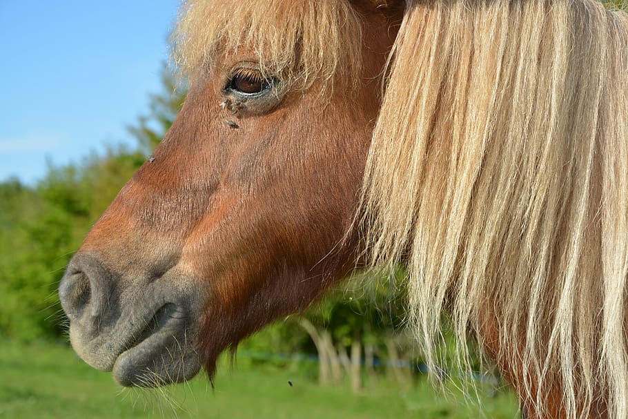 pony, shetland pony, portrait profile pony, mane washed, small horse