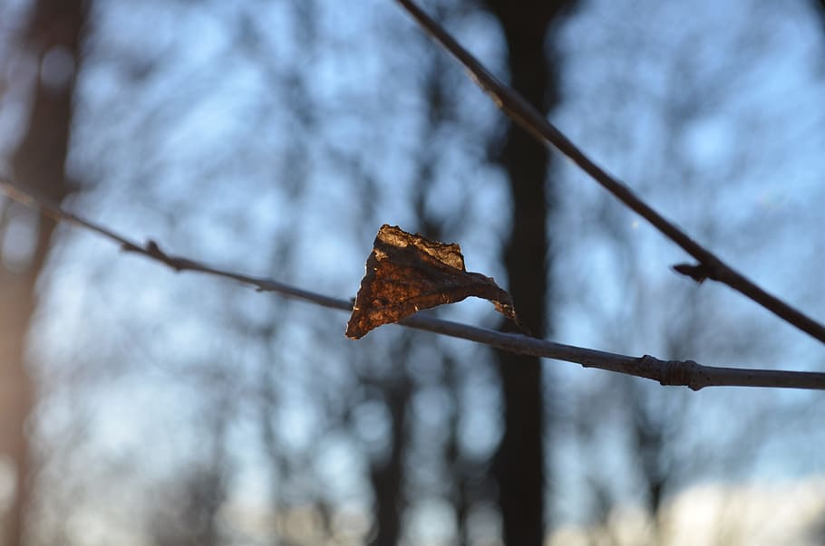 Leaf, Alone, Tree, Forest, Himmel, blue sky, sunshine, winter HD wallpaper