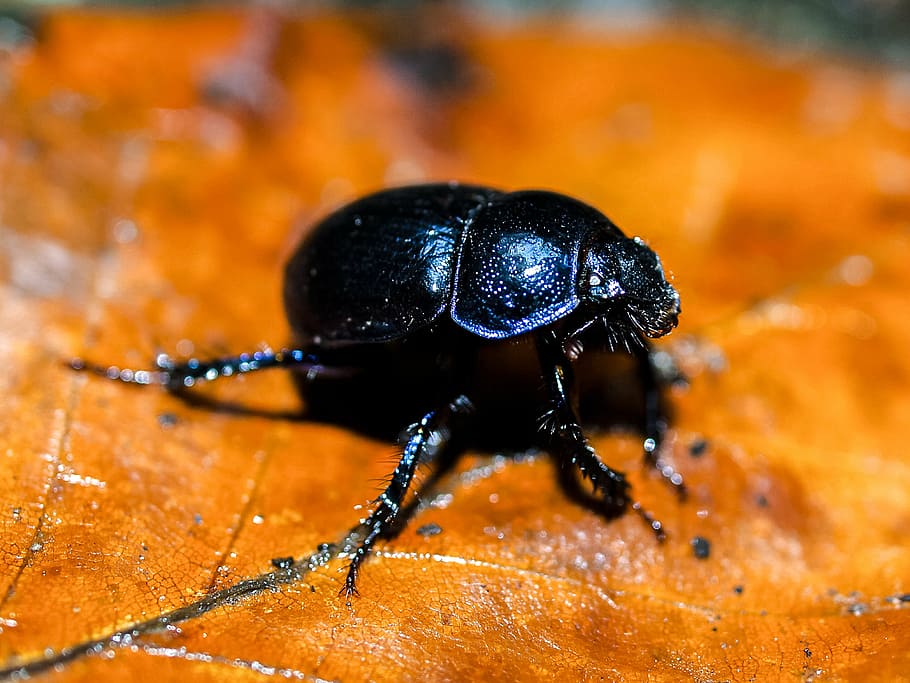 ground beetles, insect, nature, animal, animal themes, invertebrate HD wallpaper