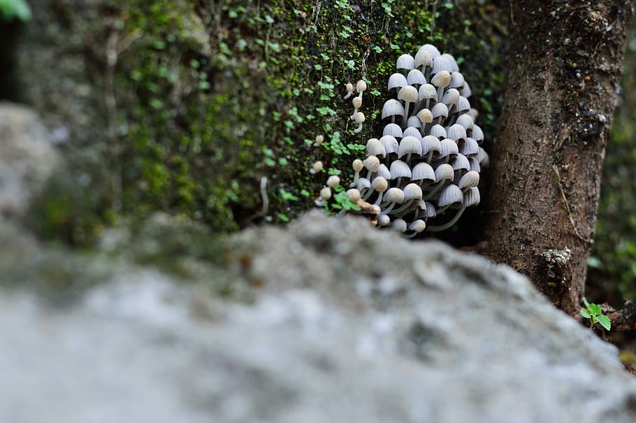 Fungus, Wall, Green, Forest, Macro, nature, approach, detail HD wallpaper