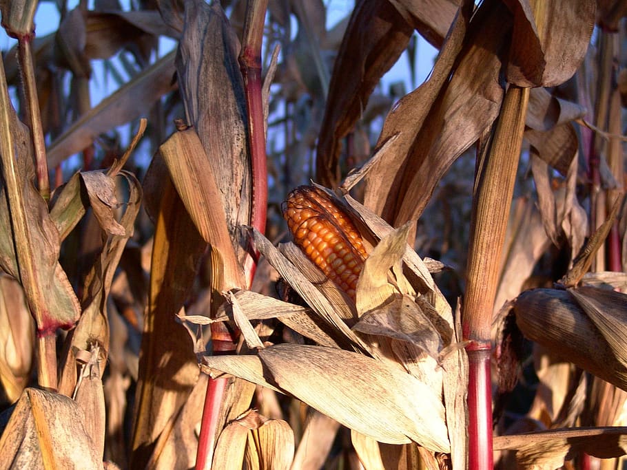 corn, autumn, harvest, food, food and drink, corn - crop, nature HD wallpaper