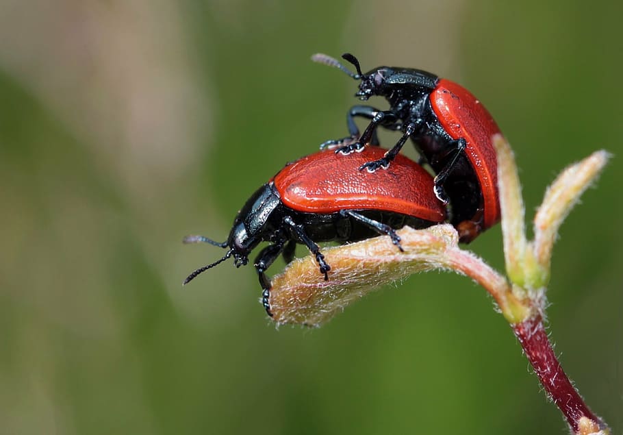 shallow focus photography of two red ladybugs, beetle, insect HD wallpaper