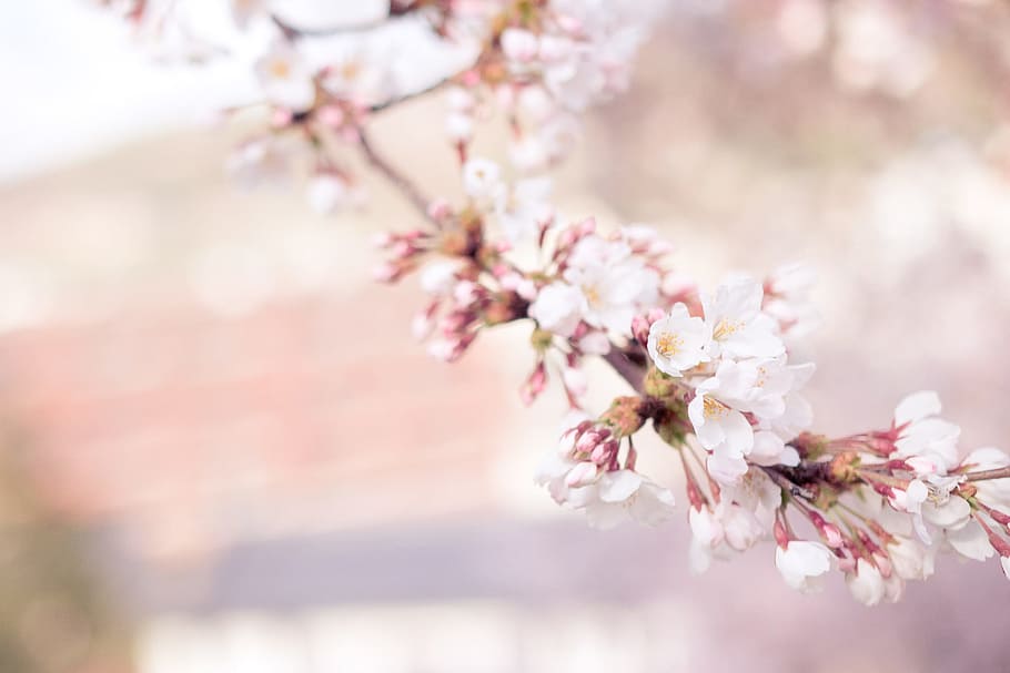 selective focus photography of white petaled flowers, pink petaled flowers during daytime HD wallpaper