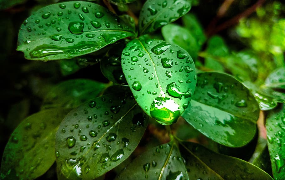 plant, green leaf, rain, rain drops, nature, leaves, tree, outdoor, HD wallpaper
