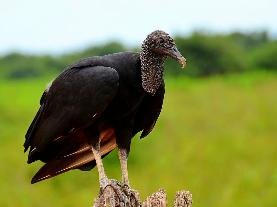 vulture, brazil, the pantanal, bird, animal, nature, animal world, HD wallpaper