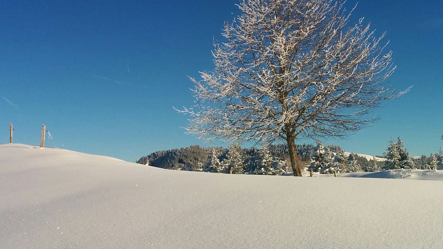 wintry, tree, switzerland, blue, white, snow, plant, cold temperature HD wallpaper