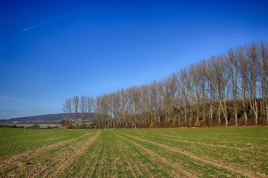 field, seed, trees, row of trees, sky, blue, agriculture, arable, HD wallpaper
