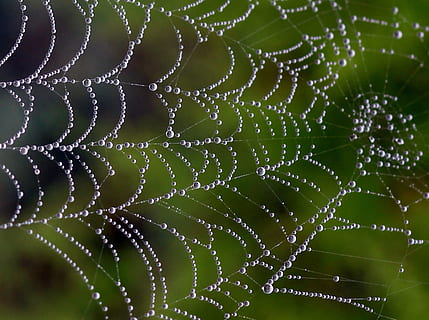 macro photography of spider web with dews, drops, place, nature HD wallpaper
