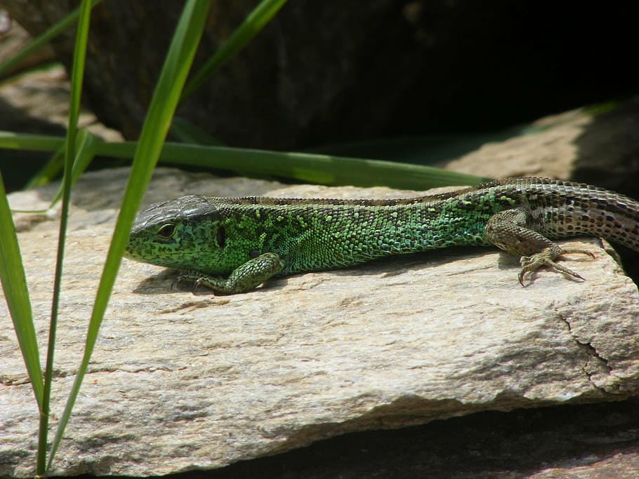 lizard, sand lizard, animals, nature, green, stone, summer HD wallpaper
