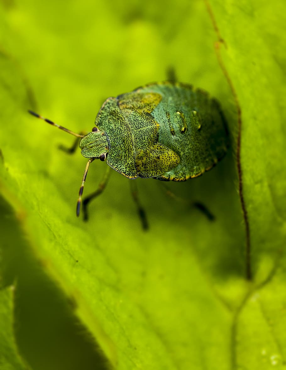 bug, green, hello, macro, cute, shield, beetle, insect, wildlife HD wallpaper