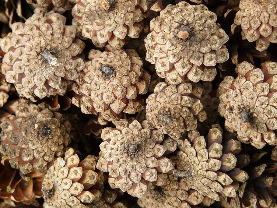 pine cones, wood, tree, macro, close, full frame, freshness HD wallpaper
