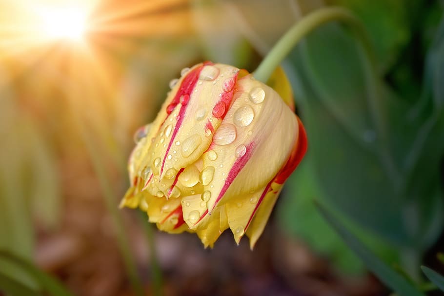 Flower, Tulip, Blossom, Bloom, yellow red, spring flower, schnittblume HD wallpaper