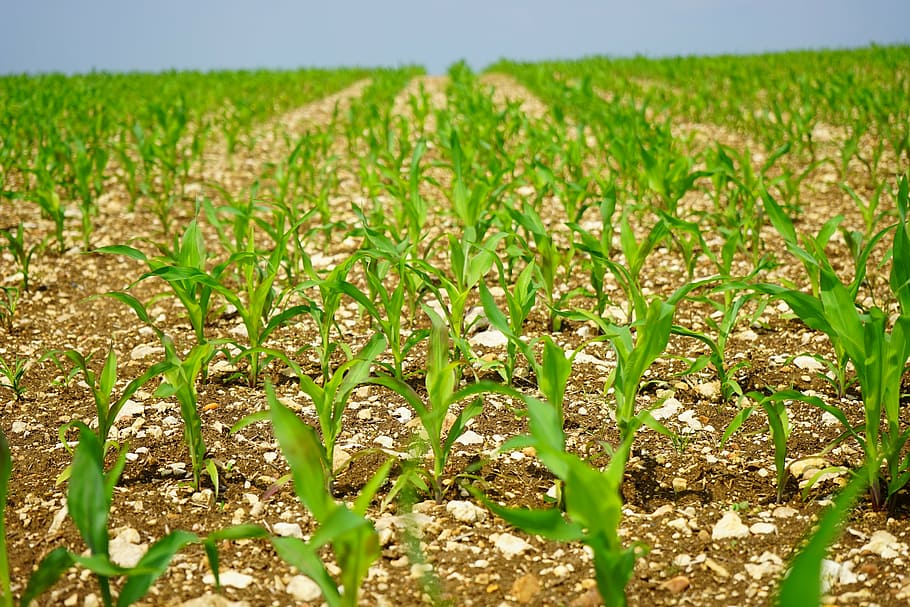 green corn plant field, cornfield, arable, young plants, frisch HD wallpaper