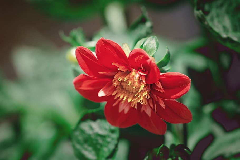 blossom, bloom, flower, orange, summer, garden, in the garden HD wallpaper