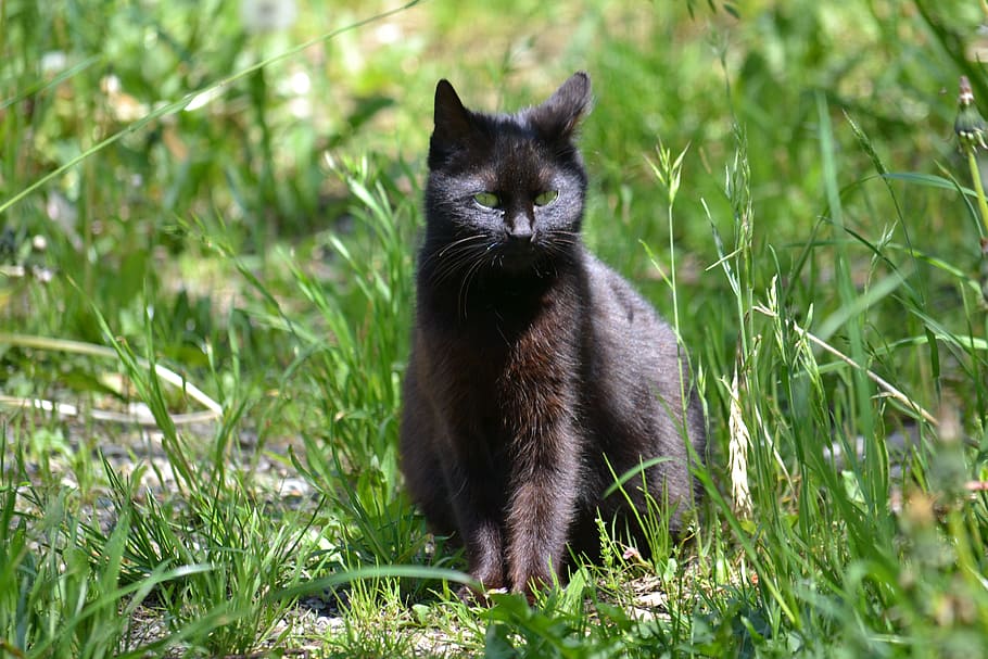 black cat on green grass, sun, meadow, animal, animal themes HD wallpaper