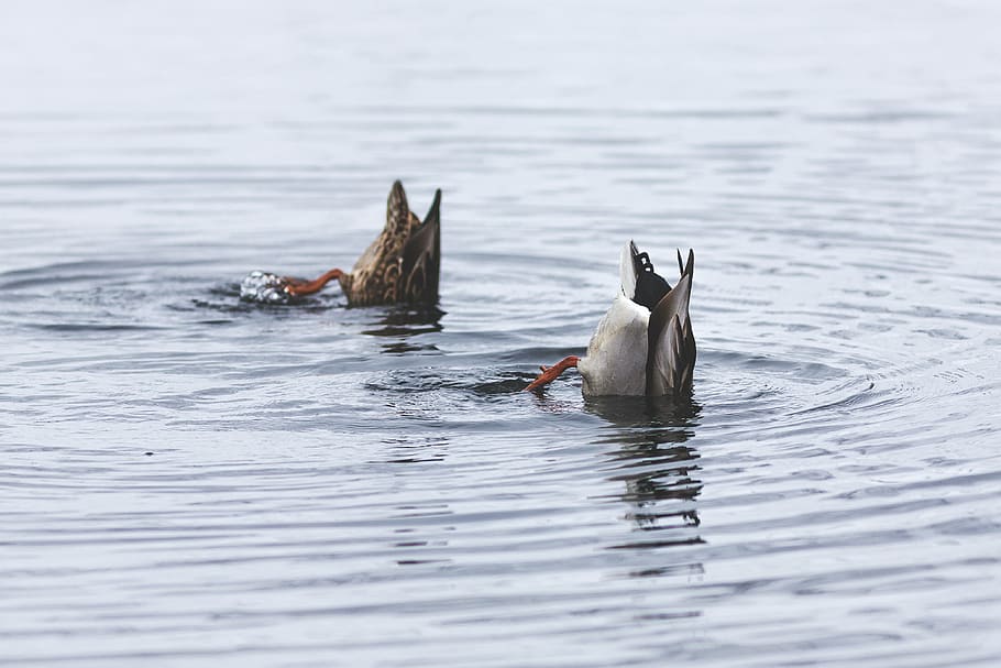 two gray and brown bird swimming on water, birds, diving, body, HD wallpaper