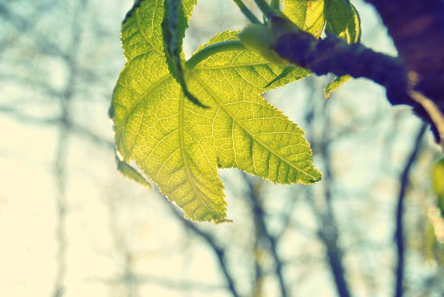 leaf, wine, nature, tree, green, maple, environment, ecology HD wallpaper